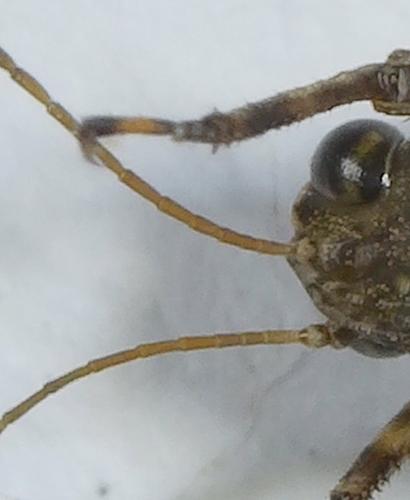 Réf. 229 752 : Tetrix tenuicornis